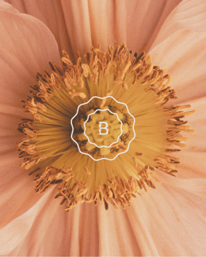 Close-up image of a peach-coloured flower with a yellow centre, overlaid with a white double wavy outline design featuring the letter "B" in the middle, showcasing Olive Rose Designs' distinctive branding style.